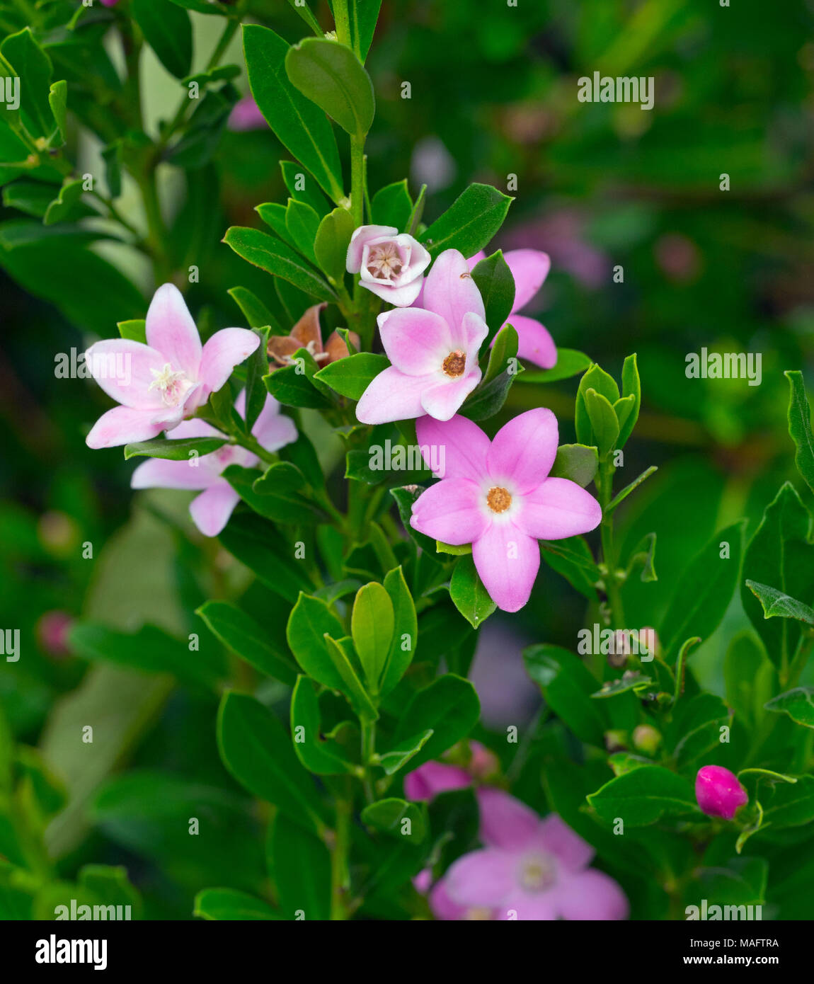 Crowea Hybrid' Poorinda Ecstasy" ist eine Gattung der kleine immergrüne Sträucher in der Familie der Rutaceae manchmal bekannt als Waxflowers Stockfoto