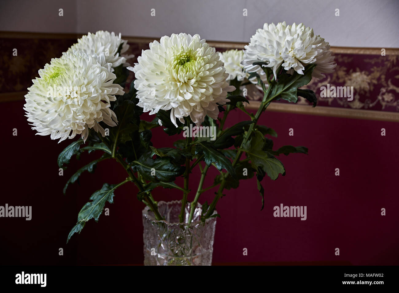 Weiße Chrysanthemen von sphärischen Form mit grüner Kern in einem Kristall Vase stand auf einem Tisch. Russland, Moskau, Urlaub, Geschenk, Stimmung, Natur, Blume, Stockfoto