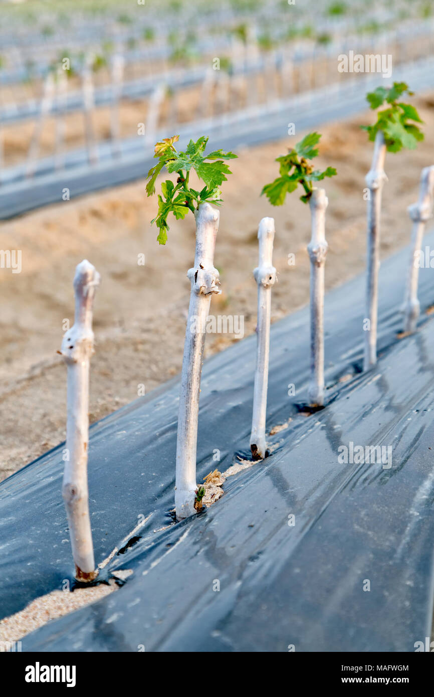 Eingepfropft & gewachst Traube Stecklinge im Feld gepflanzt, die Ernte bareroot ruhende Reben im nächsten Winter, ist auch "im Kindergarten", Kunststoff schwarz Blatt Stockfoto