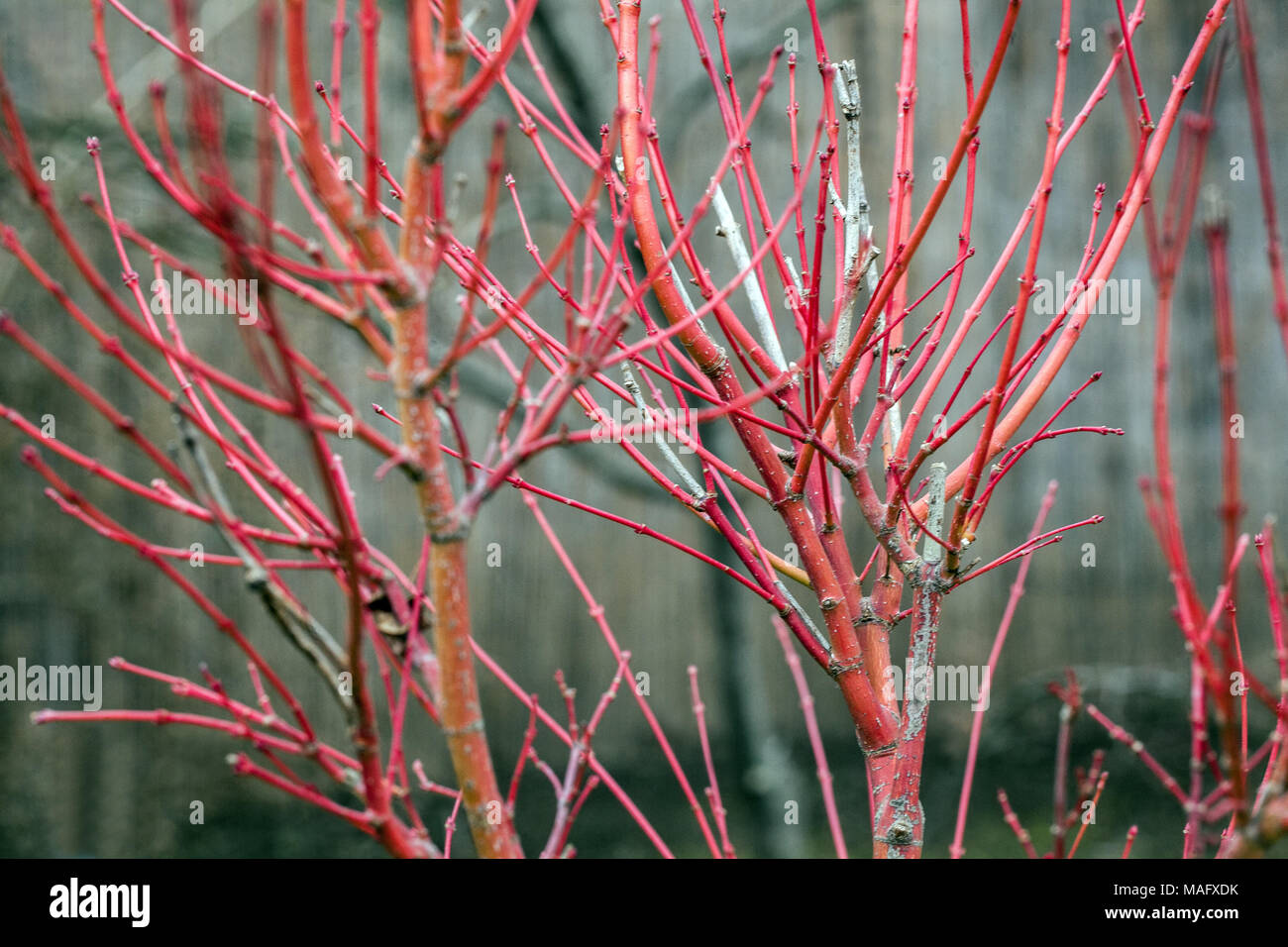 Acer palmatum Corallinum, rote Zweige kahl im Winter Stockfoto