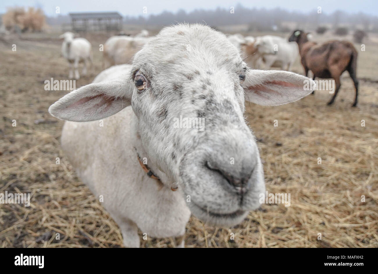 Nahaufnahme eines neugierigen Schaf mit großen Ohren in einem offenen Weide auf ein neues England Farm. Stockfoto