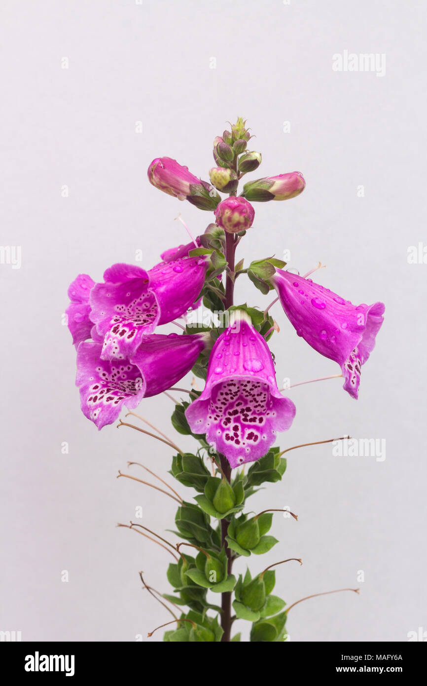 Purple Fingerhut - Digitalis purpurea - Glocken auf einen Stiel auf grauem Hintergrund im Garten isoliert Stockfoto