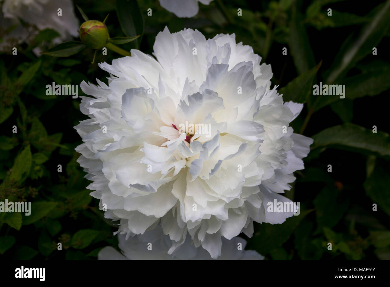 Weiß Rüschen - Pfingstrose Paeonia - gegen einen gedämpften grün Hintergrund im Kingsbrae botanischen Gärten in st. Andrews New Brunswick Stockfoto