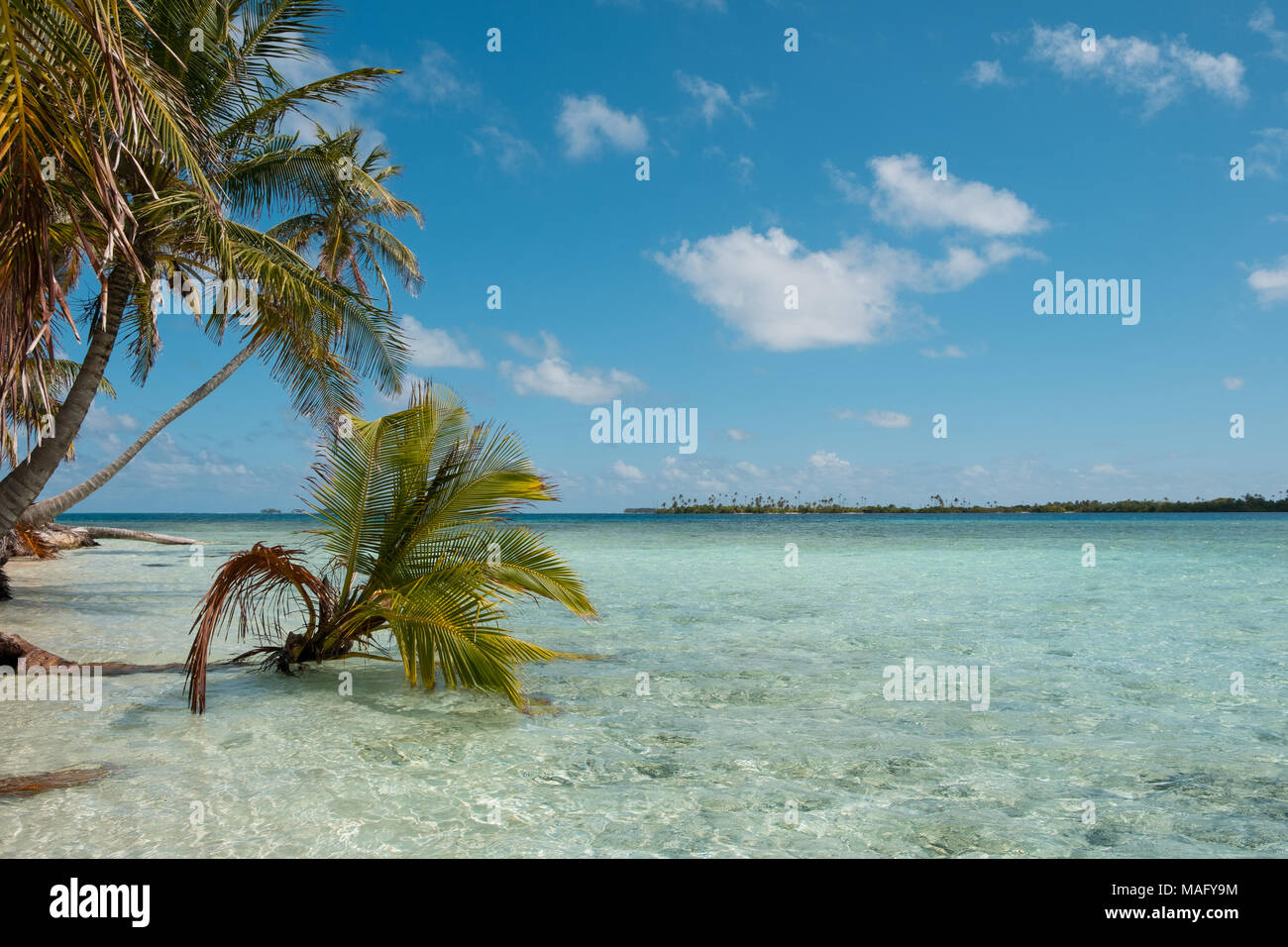 Palmen am Strand mit kristallklarem Meer Wasser - Stockfoto