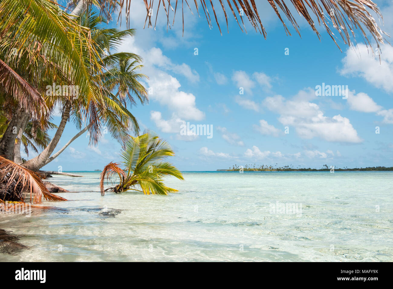 Palm Tree Island am türkisfarbenen Wasser der Strand - Stockfoto