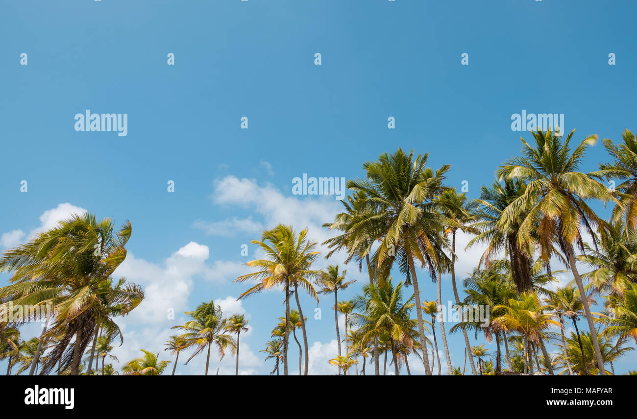 Palmen und blauem Himmel - Palm Tree Hintergrund Stockfoto