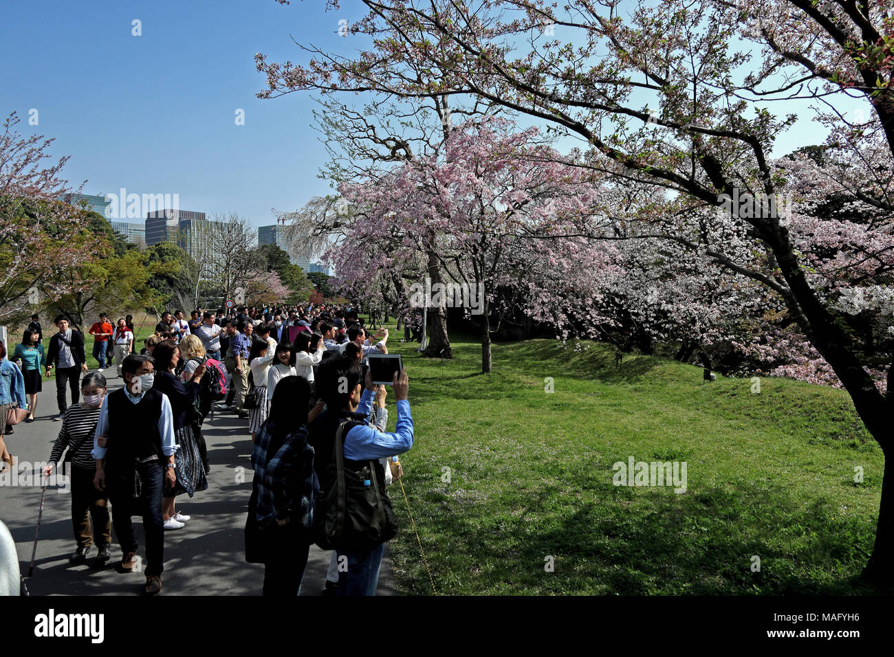 Touristen Ansicht kirschblüten im Osten Garten des Imperial Palace, Tokio, Japan Stockfoto