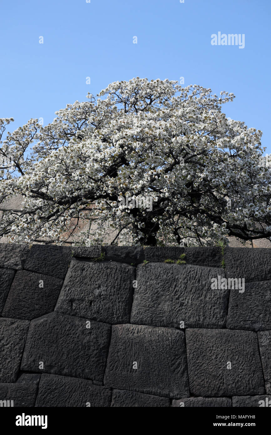 Kirschbaum in voller Blüte auf donjon base Wand des Imperial Palace, Tokio, Japan Stockfoto