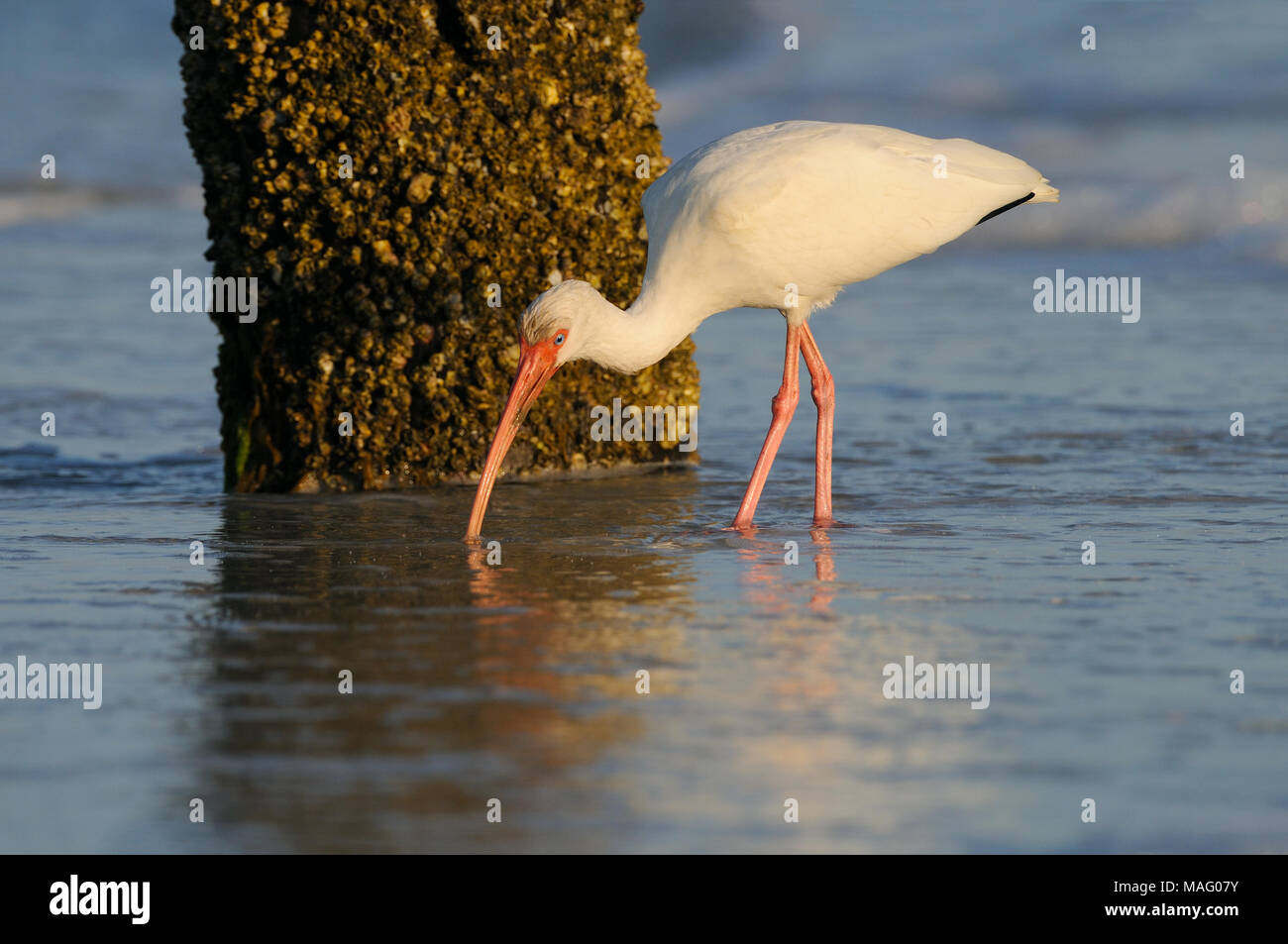 White Ibis auf der Suche nach Essen am Strand des Golfs von Mexiko in der Nähe von Fort Myers in Florida, USA. Stockfoto
