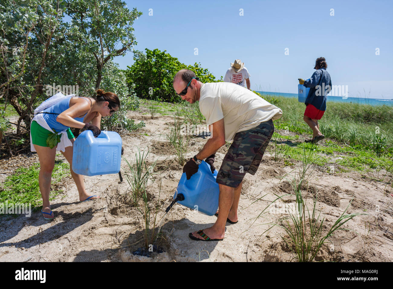 Miami Beach Florida, Beach View Park, Surfrider Foundation, Küstendünenrestaurierung, Pflanzung, Freiwillige Freiwillige Freiwillige arbeiten Arbeiter, teamw Stockfoto