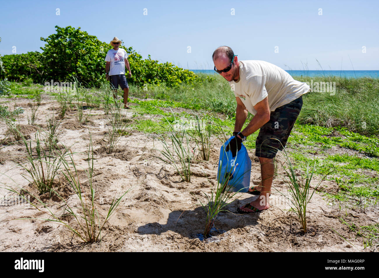 Miami Beach Florida, Beach View Park, Surfrider Foundation, Küstendünenrestaurierung, Pflanzung, Freiwillige Freiwillige Freiwillige arbeiten Arbeiter, teamw Stockfoto