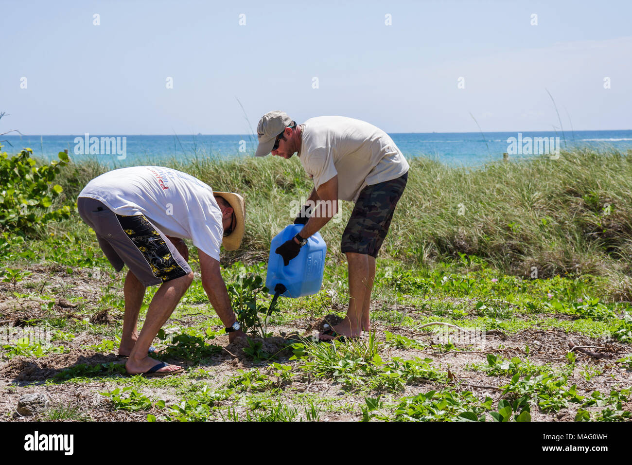Miami Beach Florida, Beach View Park, Surfrider Foundation, Küstendünenrestaurierung, Pflanzung, Freiwillige Freiwillige Freiwillige arbeiten Arbeiter, teamw Stockfoto
