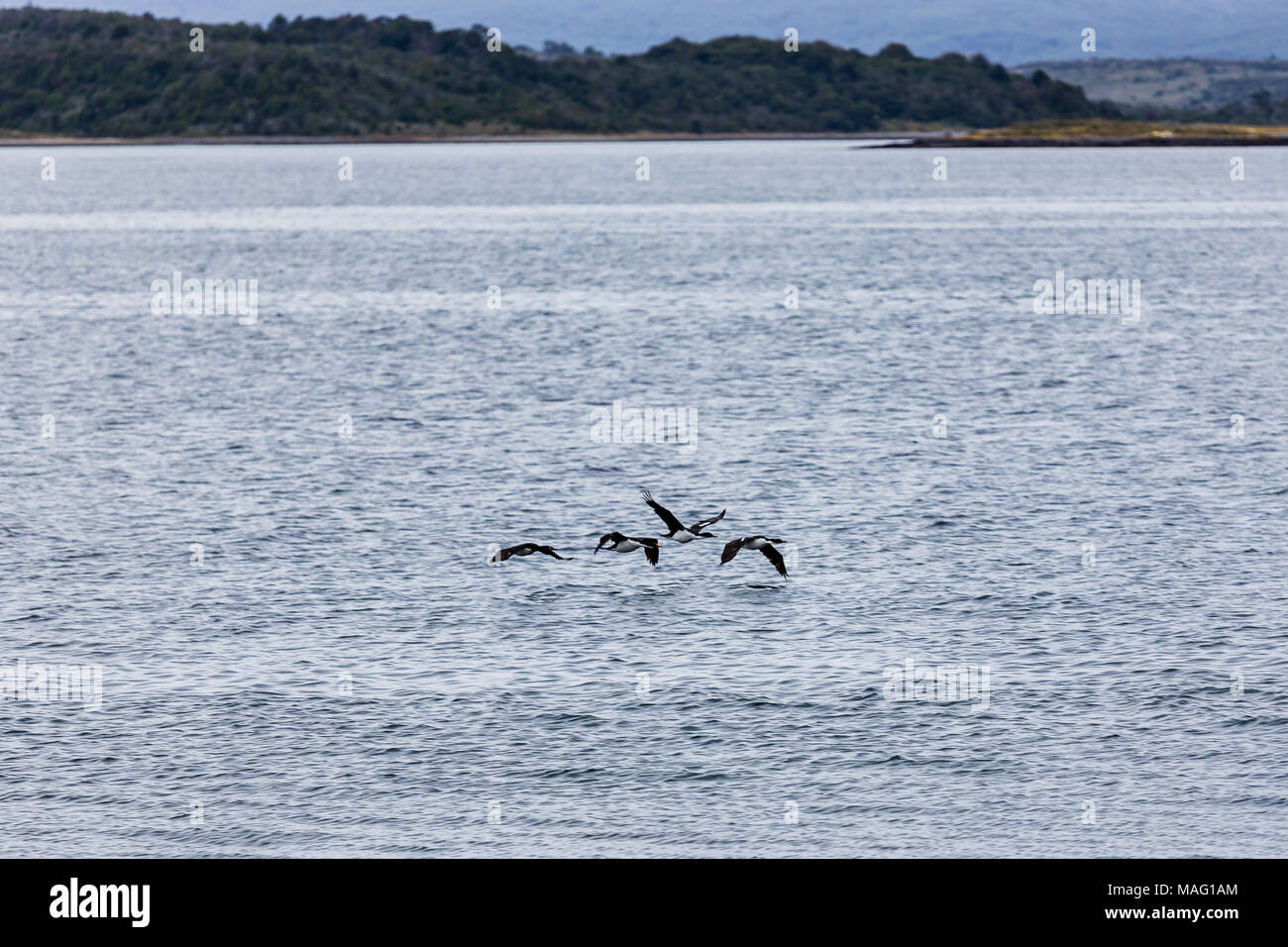 Vögel fliegen direkt über dem eisigen Wasser um Isla Martillo, Ushuaia, Patagonien, Argentinien. Stockfoto