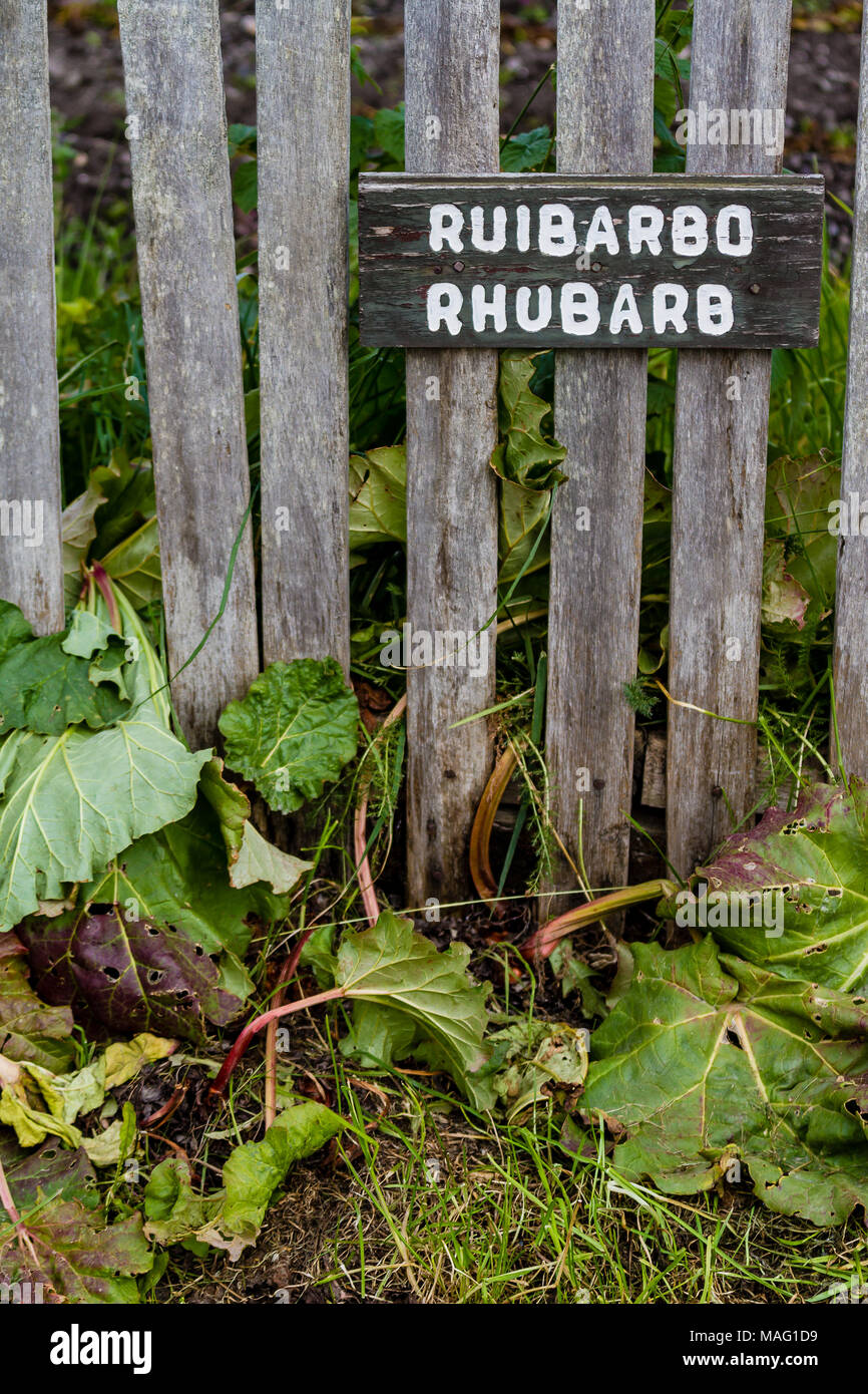 Rhabarber wächst neben Holzzaun, mit Vorzeichen in Englisch und Spanisch, Isla Martillo, Patagonien Stockfoto