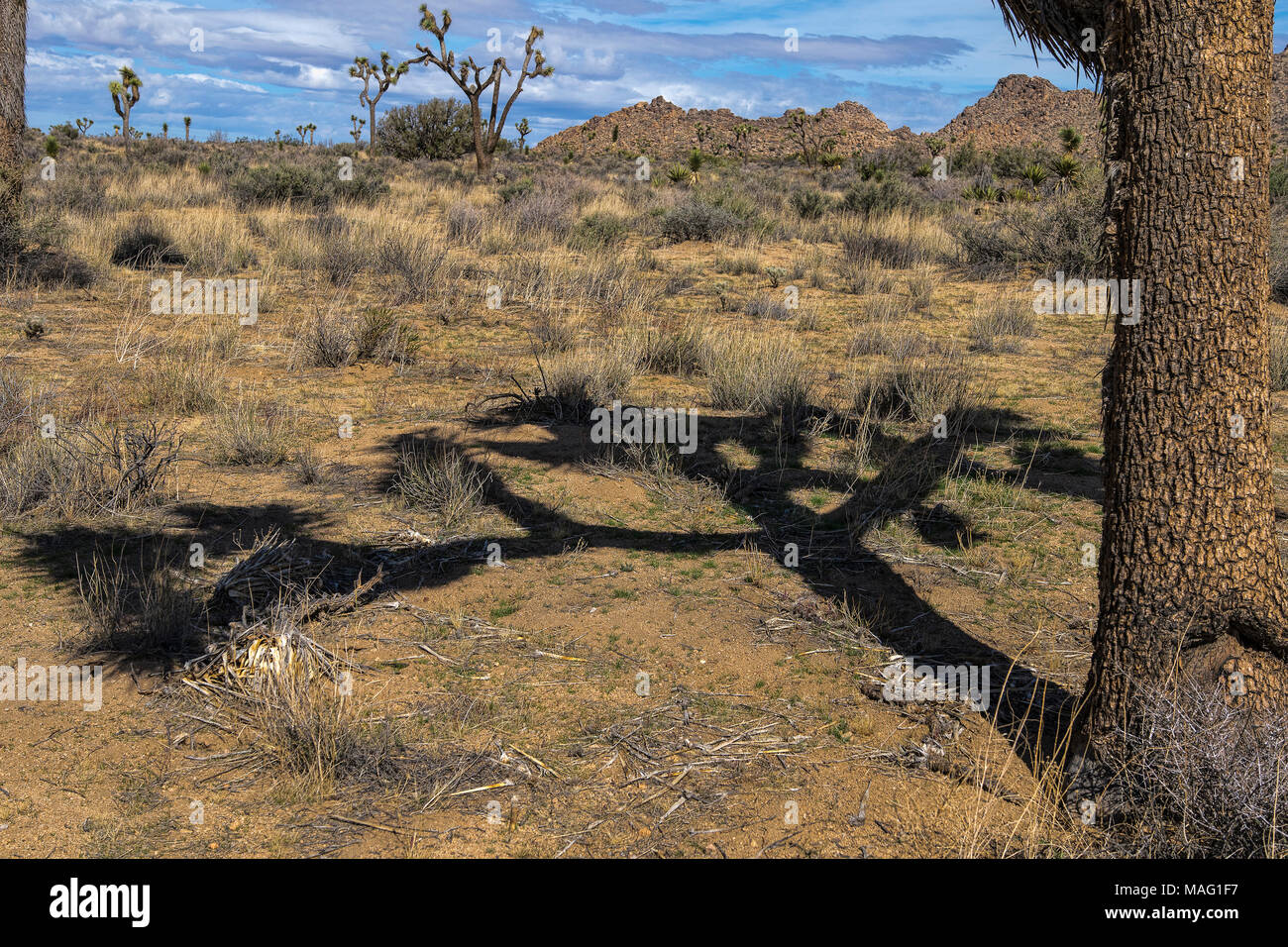 Joshua Tree Schatten Stockfoto