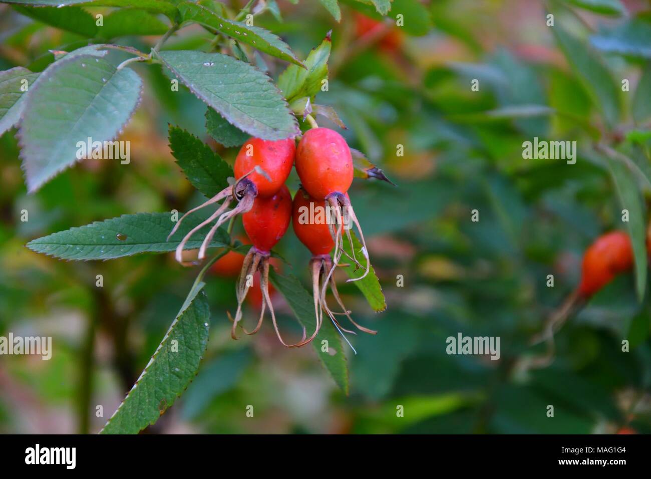 Beeren Arzneimittel Hagebutten Im Herbst Wald Reif Stockfoto