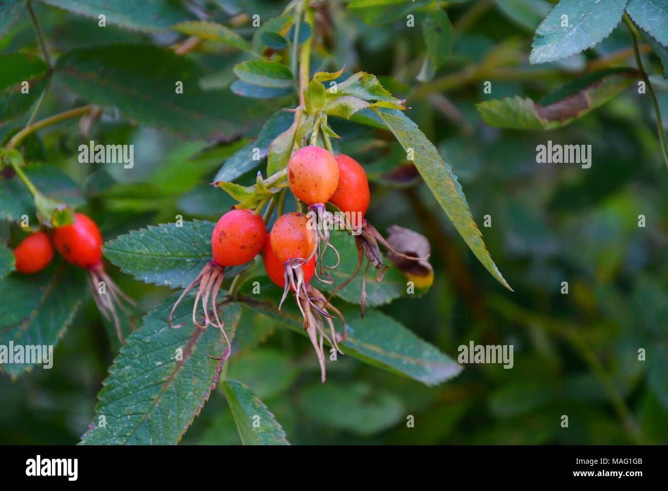 Beeren Arzneimittel Hagebutten Im Herbst Wald Reif Stockfoto