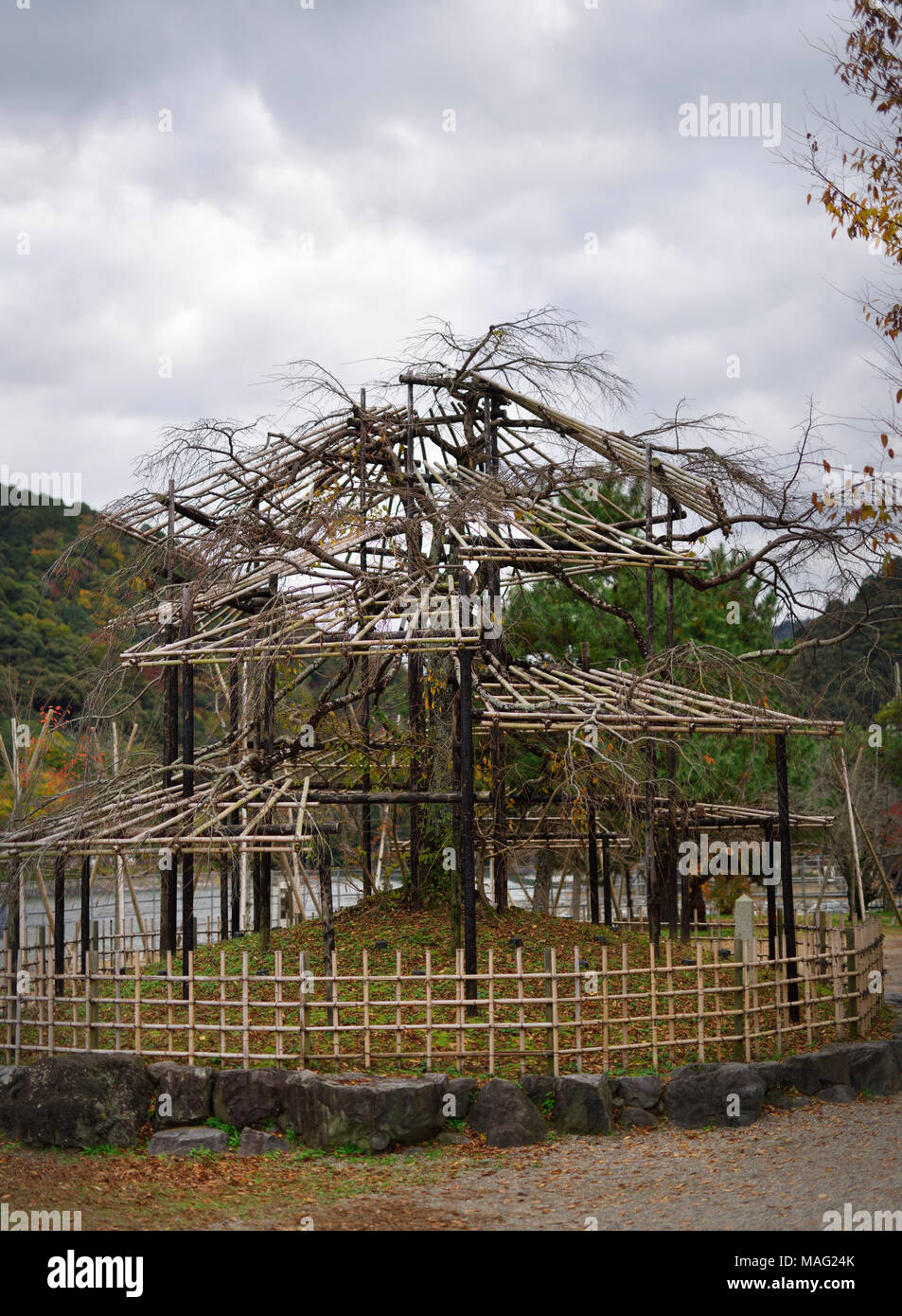 Japanische sakura Baum in einem neuen Garten mit einer komplexen ausgebildete Struktur von Bambus Gerüste und unterstützt. Niwaki Gartenarbeit. Uji, Ky Stockfoto
