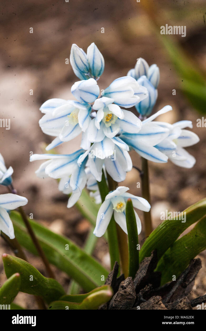 Close-up-Blume von Puschkinia scilloides gestreifte Squill blass Blau weiß Blume Porträt blüht blühend März Frühling Garten Blumen blühend Stockfoto