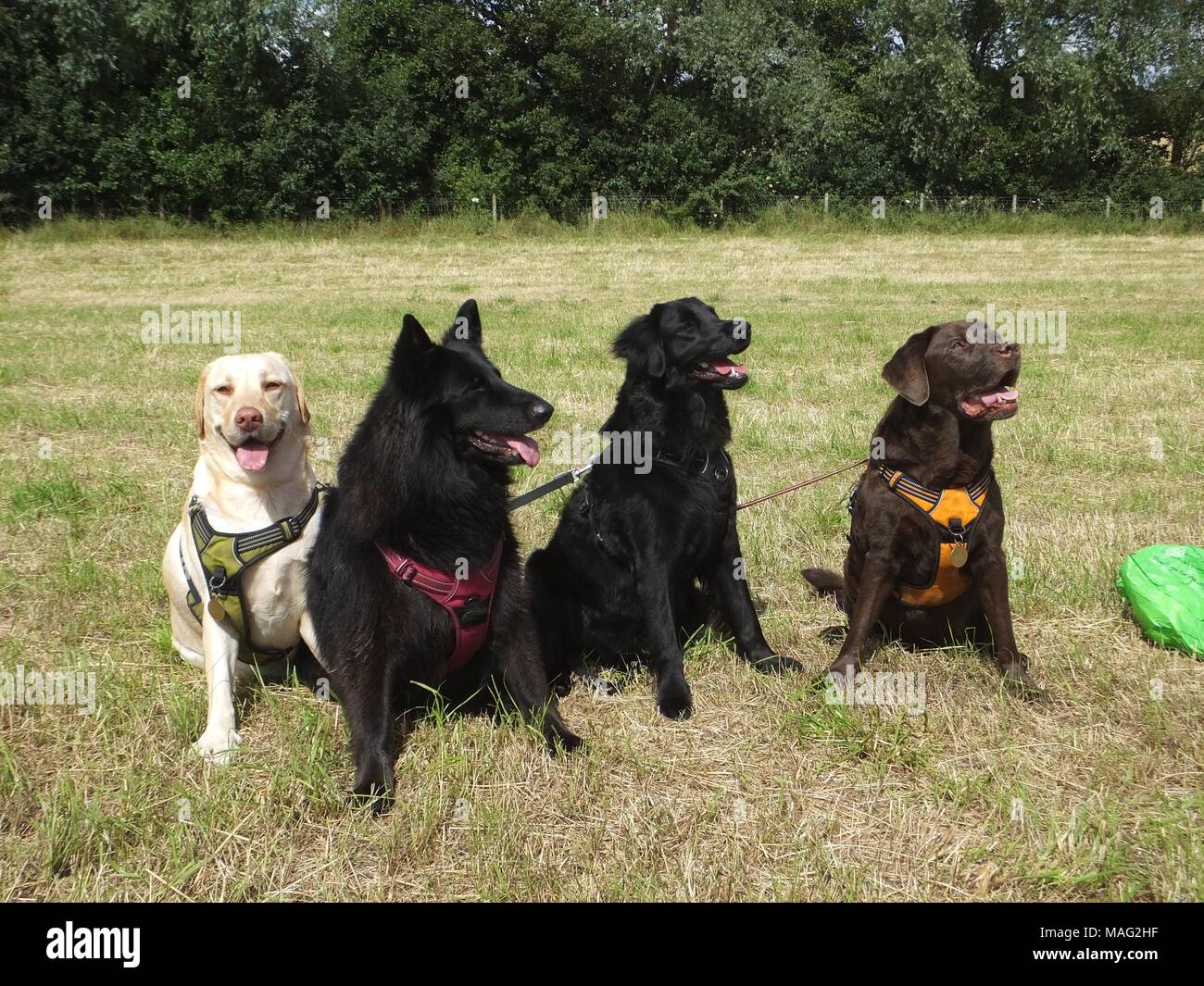 Mehrere Rescue Hunde leben genießen im Freien Stockfoto