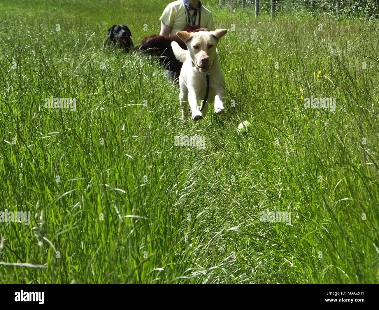 Buster jagen einem Tennisball Stockfoto