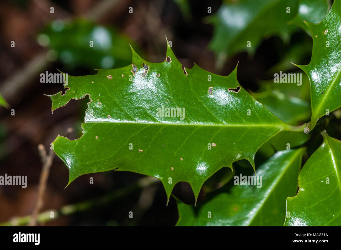 Die europäische Stechpalme, Ilex aquifolium, Katalonien, Spanien Stockfoto