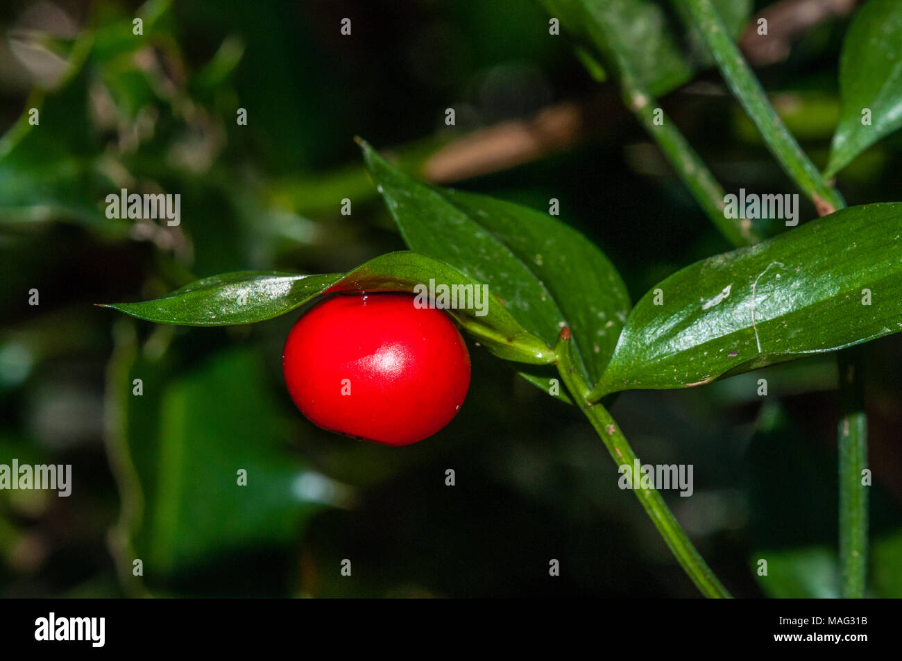 Metzgerei - Besen Berry und Blatt, Ruscus aculeatus, Katalonien, Spanien Stockfoto