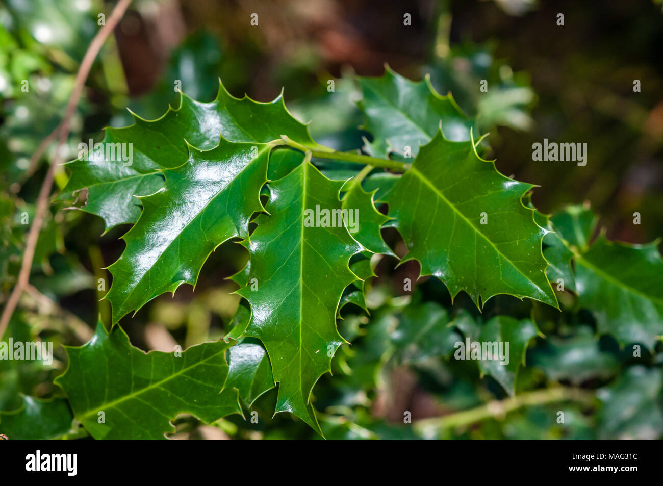 Die europäische Stechpalme, Ilex aquifolium, Katalonien, Spanien Stockfoto