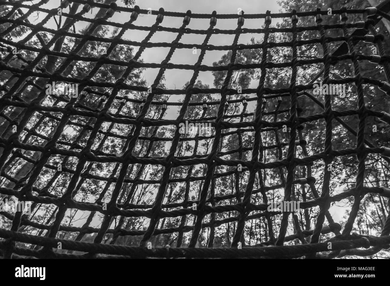Schwarz Weiß Foto von Netzen hängen an den Bäumen in einem Wald Stockfoto