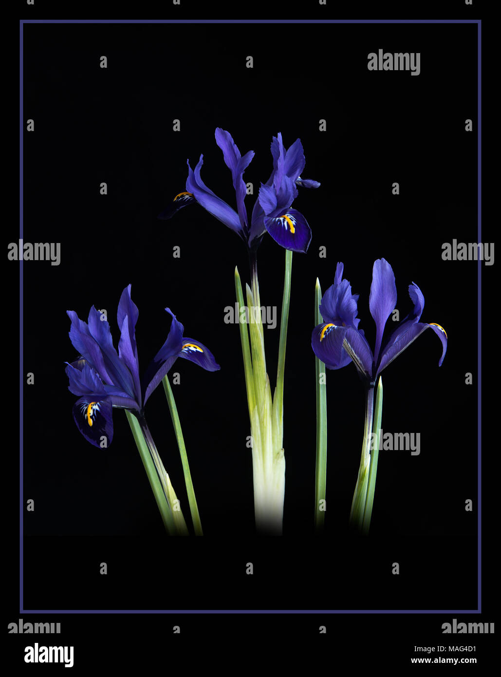Drei Stämme der Blau-grünen Iris Rreticulata vor einem schwarzen Hintergrund. Stockfoto