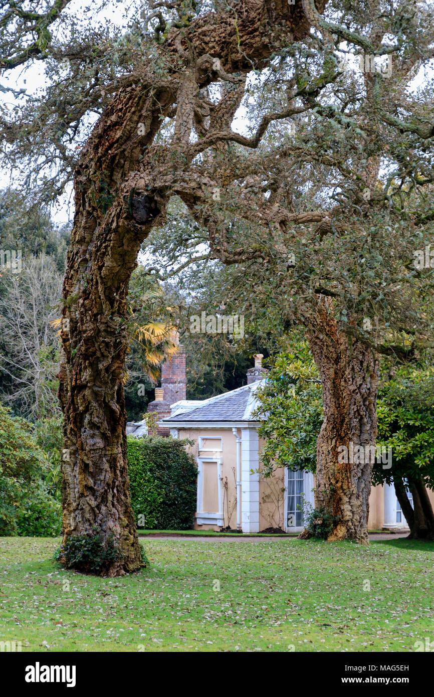 Alten Korkeichen, Quercus suber, Frame die Aussicht auf den Garten Haus im Englischen Garten am Mount Edgcumbe, Cornwall, Großbritannien Stockfoto