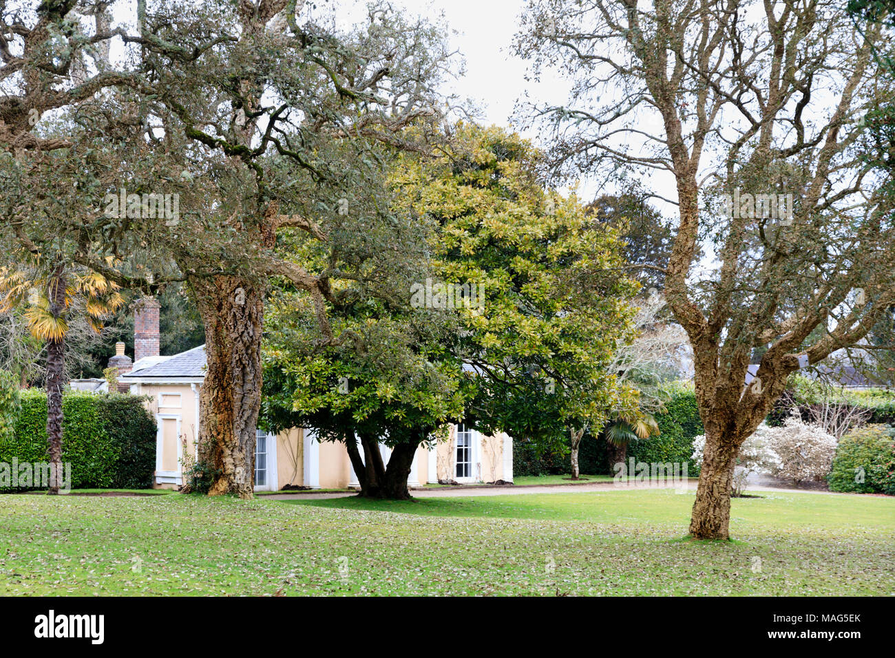 Alten Korkeichen, Quercus suber, Frame die Aussicht auf den Garten Haus im Englischen Garten am Mount Edgcumbe, Cornwall, Großbritannien Stockfoto