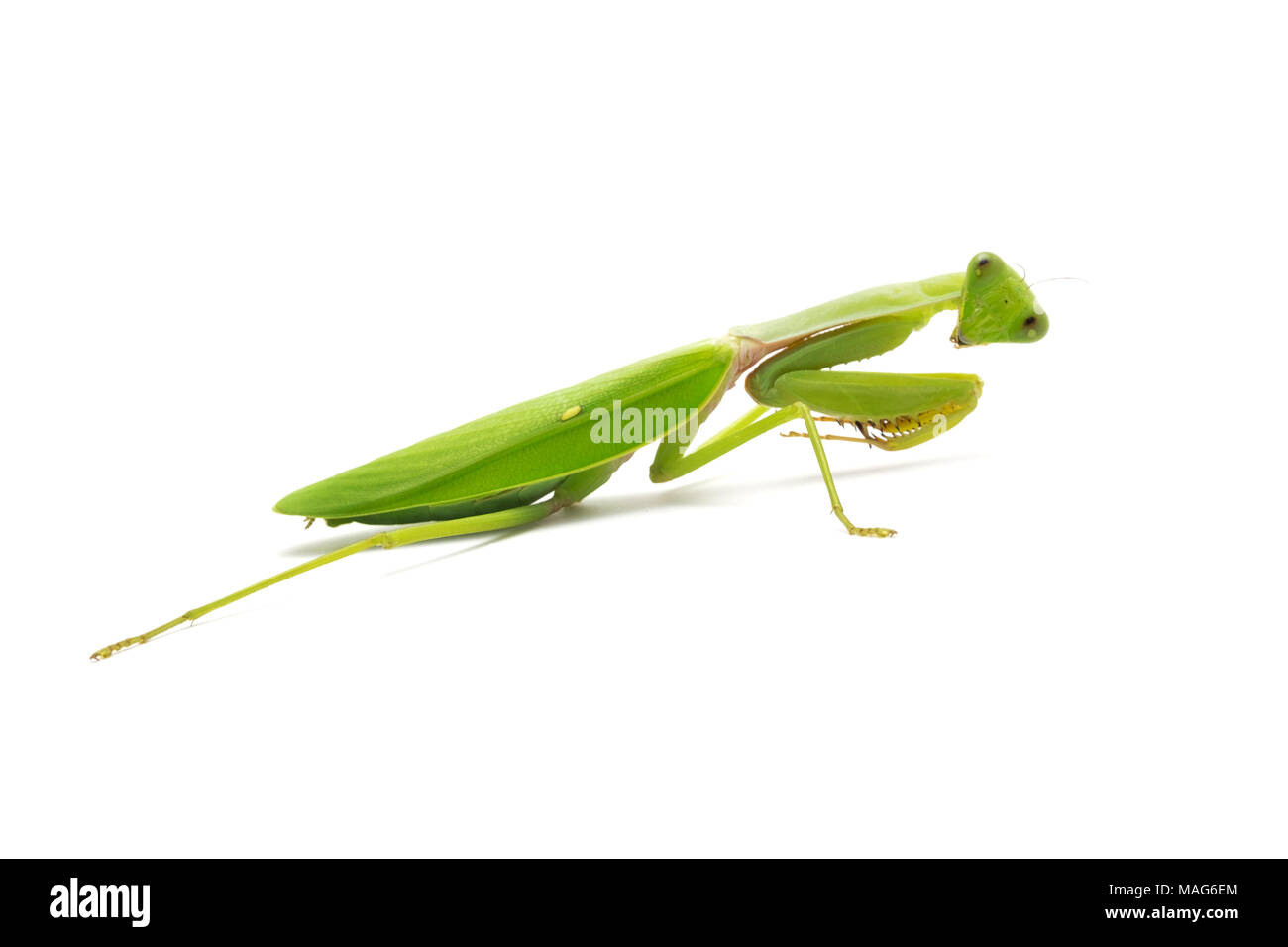 Weibliche Europäische Gottesanbeterin oder Mantis religiosa - tierische Verhaltensweisen Seitenansicht auf weißem Hintergrund. Stockfoto