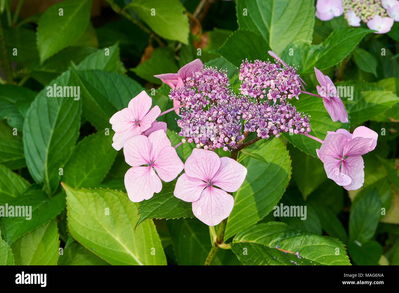 Hydrangea (AKA Hortensis), Saint, British Columbia, Kanada Stockfoto