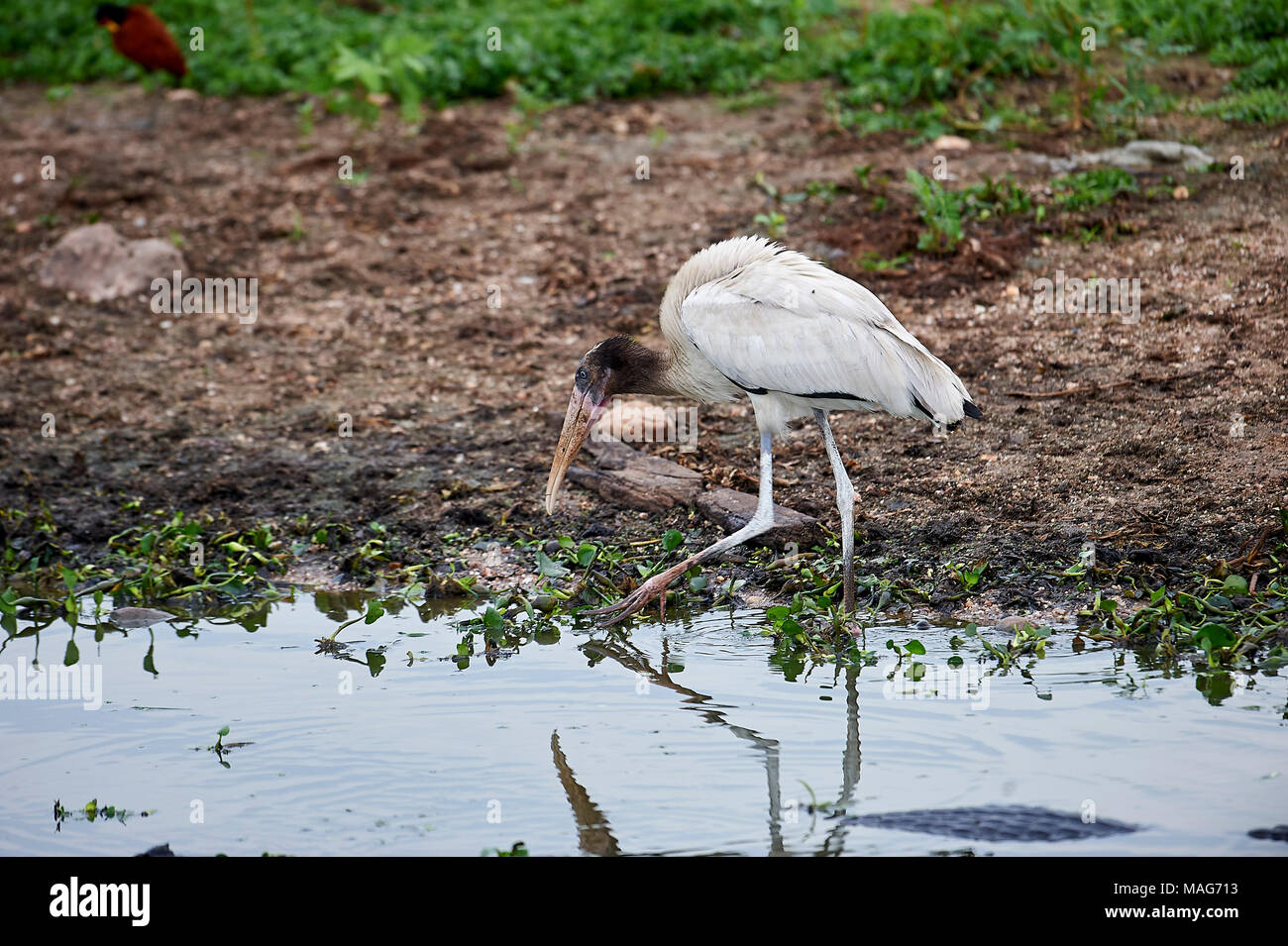 Holz Storch, (Mycteria americana) Nahrungssuche am Rand der Feuchtgebiet, das Pantanal, Mato Grosso, Brasilien Stockfoto
