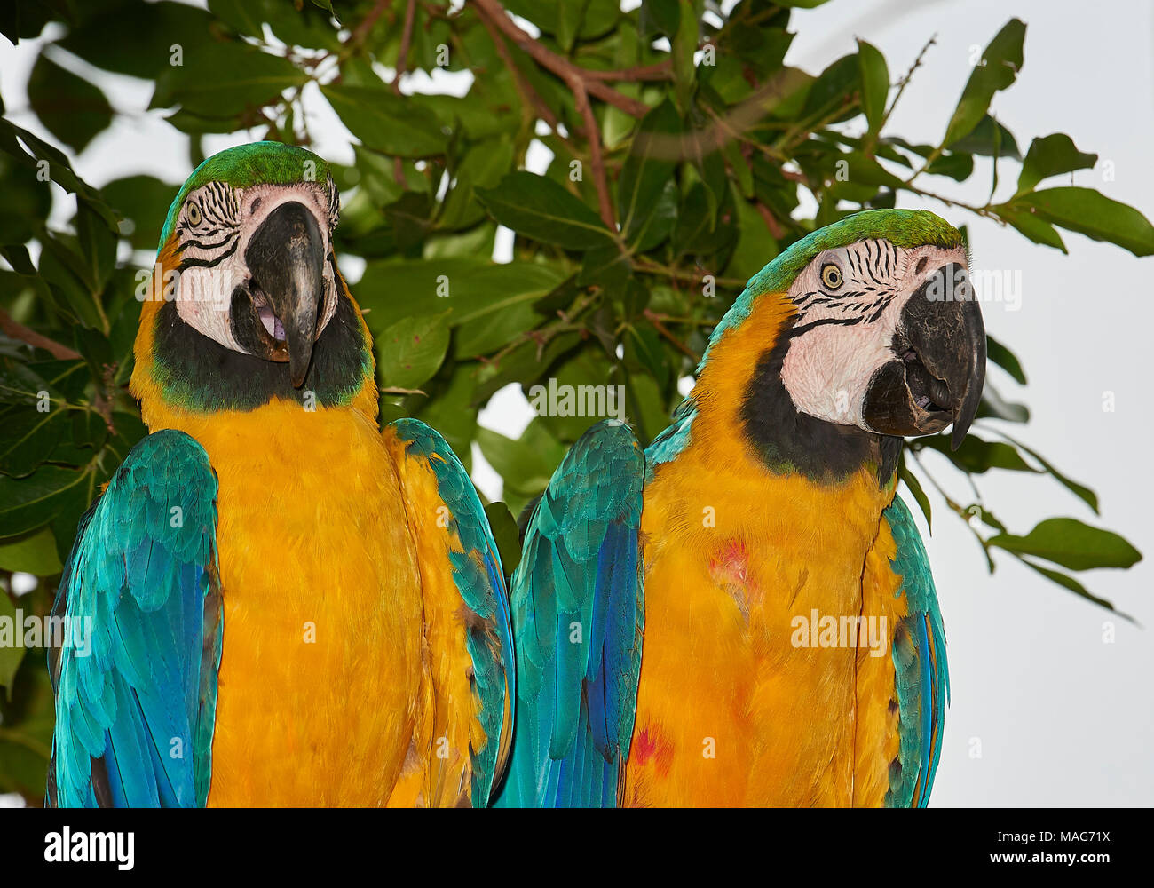 Ein paar Blau-gelb Aras (Ara ararauna), das Pantanal, Mato Grosso, Brasilien Stockfoto