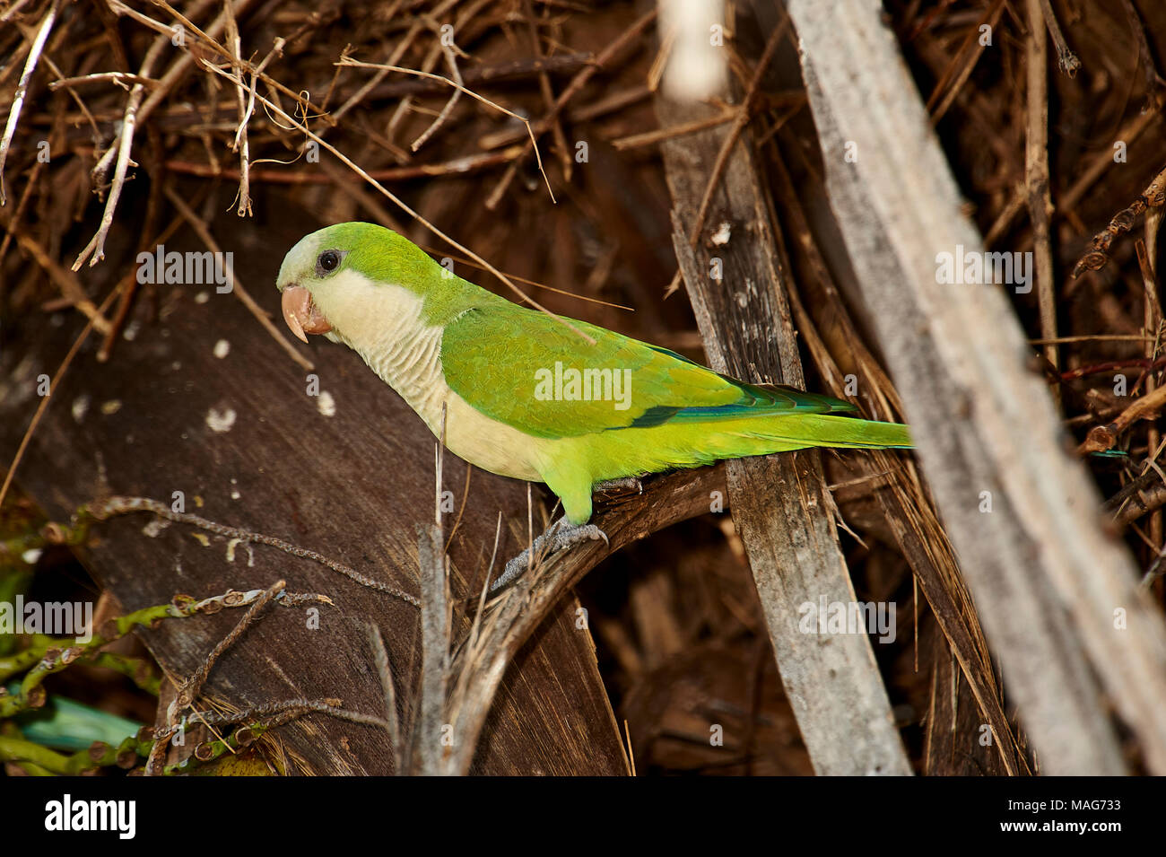 Monk Parakeet (Myiopsitta monachus) am Nest, das Pantanal, Mato Grosso, Brasilien. Stockfoto