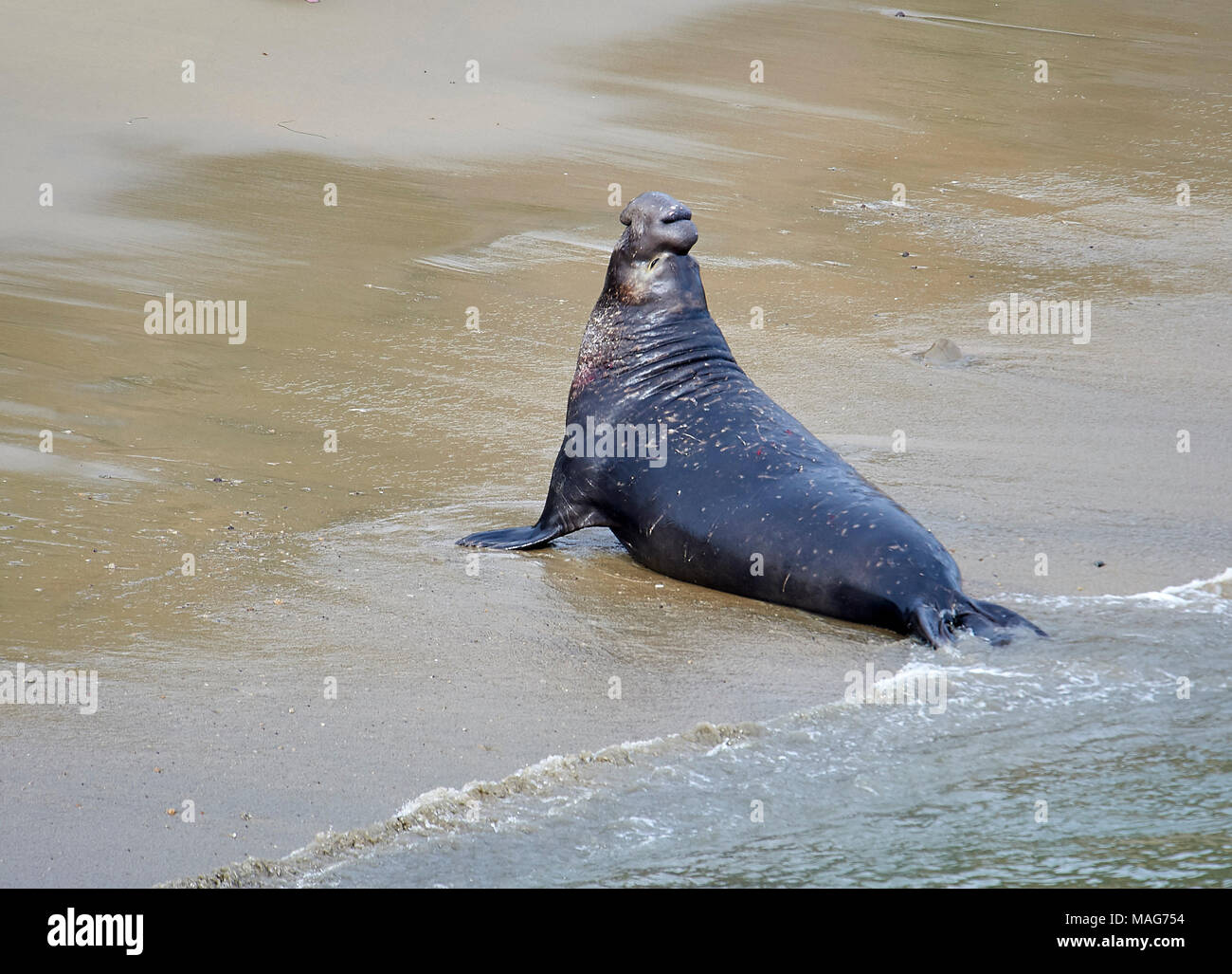 Nördliche See-Elefant (Mirounga leonina angustirostris) männliche Hols auf den Strand bei Elephant Seal übersehen, Point Reyes National Seashore, Kalifornien, Stockfoto