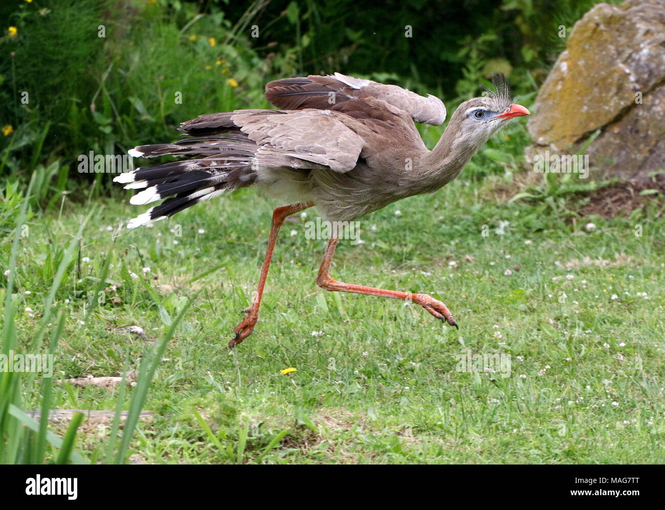 Beschleunigung South American Red legged seriema oder Crested cariama (Cariama cristata) zu Fuß schnell und mitten in der Luft gefangen Stockfoto