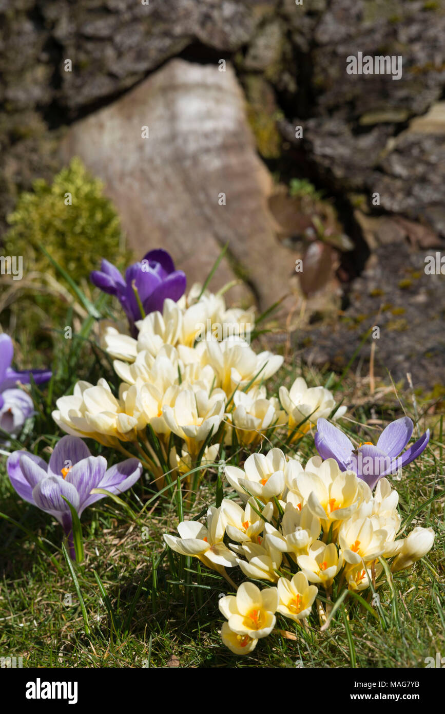 In hellem Gelb und Violett (Lilac-Blue) Krokusse blühen im Frühling auf einem Grasbewachsenen Bank an der Unterseite eines Baums. Stockfoto