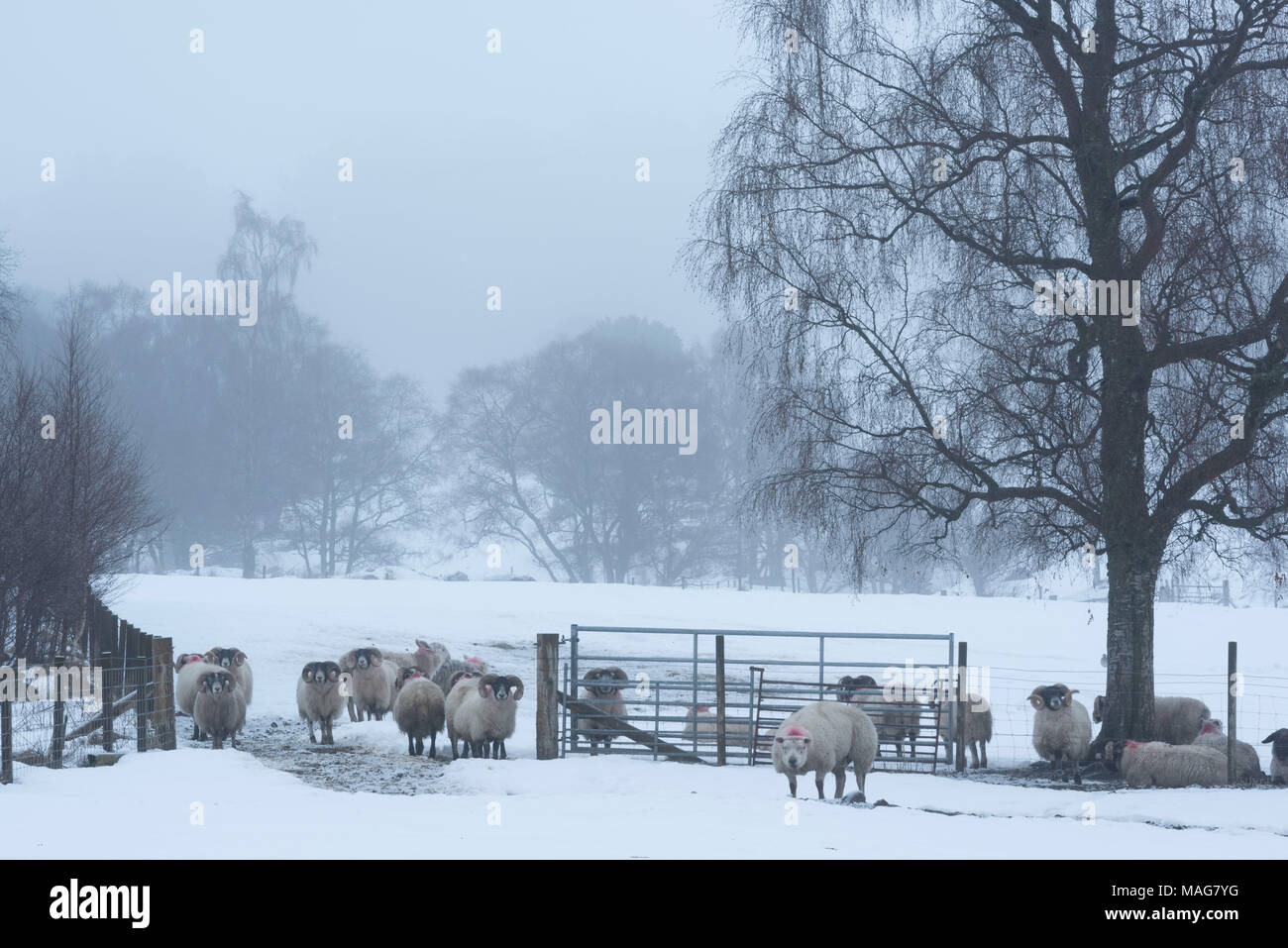 Scottish Blackface Schafe und ein paar Texel Schafe auf einer Farm Gate für Vorschub Warten auf einem nebligen Winter Morgen auf Royal Deeside. Stockfoto