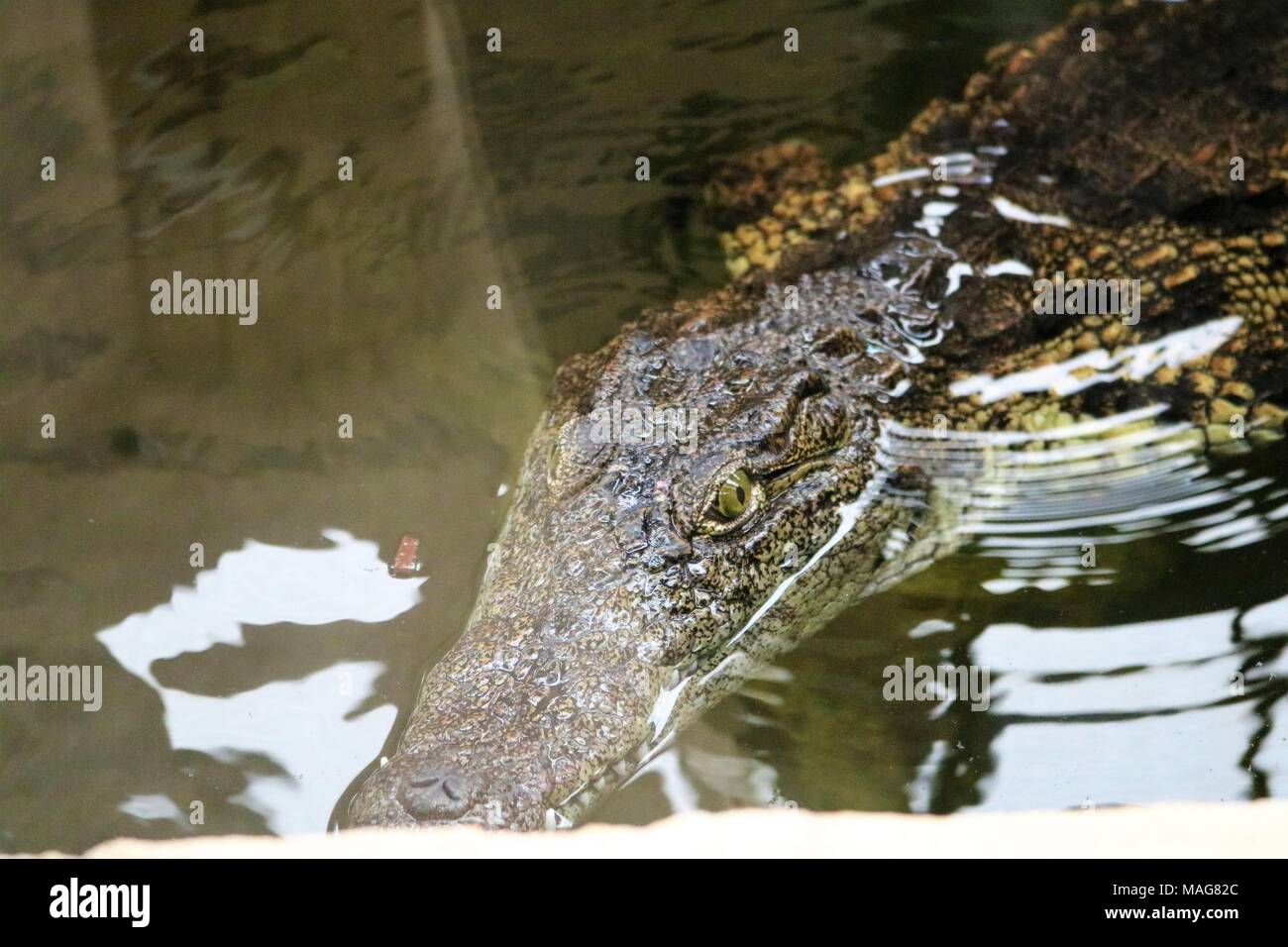 Süßwasser Krokodil im Wasser an touristische Attraktion Stockfoto
