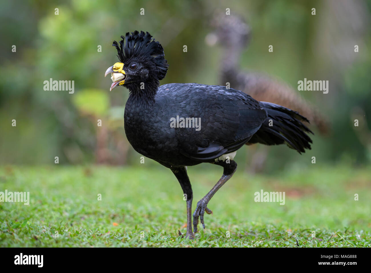 Great Curassow-Crax rubra, große Fasan - wie Vogel aus der Neotropischer Regenwälder, Costa Rica. Stockfoto