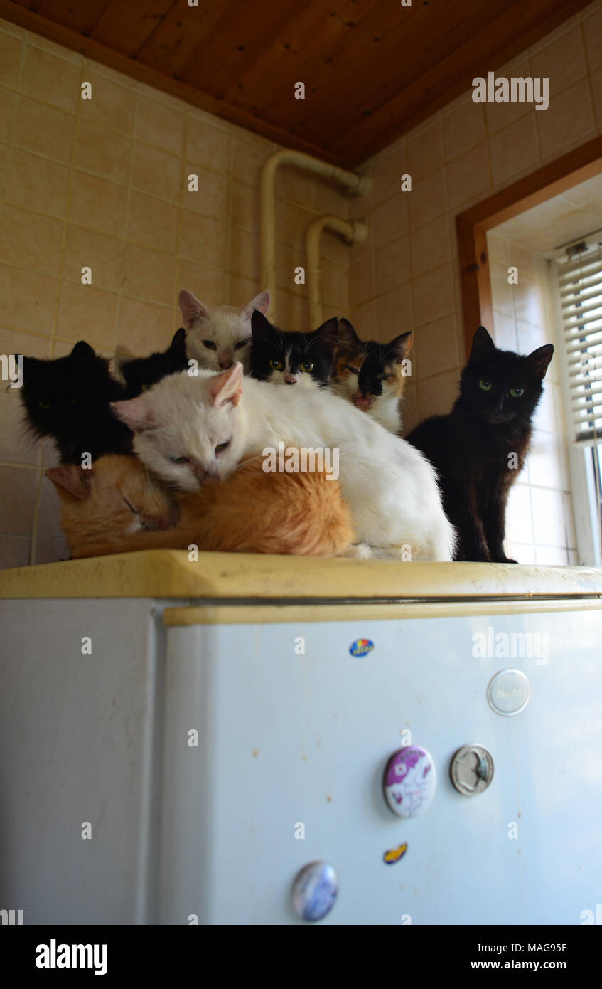 Eine Gruppe von Katzen - mit Kühlschrank (wo die Wärmequelle ist), die sich gegenseitig erwärmen Stockfoto