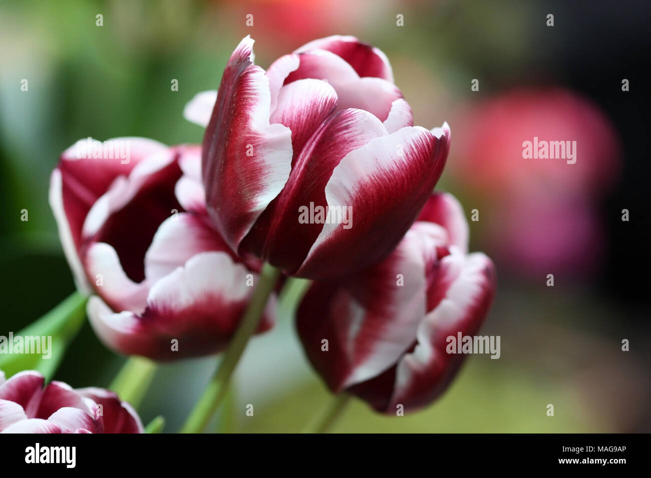 Die Tulpen blühen. Eine schöne Blume Hintergrund mit hellen Tulpen horizontal. Stockfoto