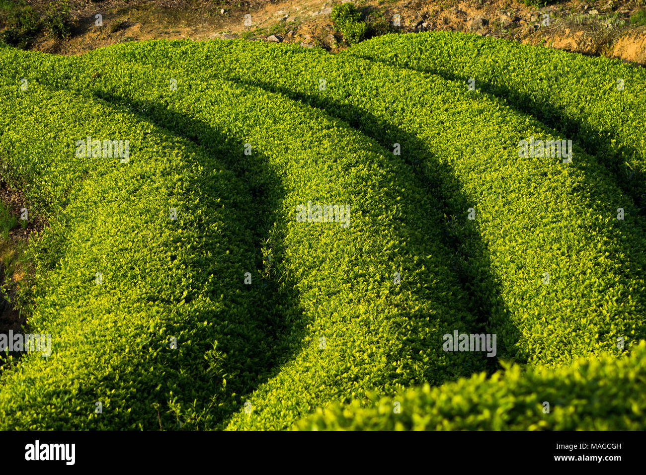 Fuzhou, Fuzhou, China. 2 Apr, 2018. Fuzhou, CHINA - Tee Plantagen in Lianjiang County im Südosten der chinesischen Provinz Fujian. Credit: SIPA Asien/ZUMA Draht/Alamy leben Nachrichten Stockfoto