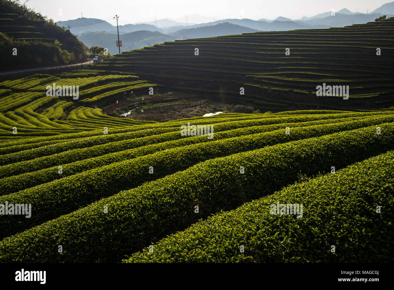 Fuzhou, Fuzhou, China. 2 Apr, 2018. Fuzhou, CHINA - Tee Plantagen in Lianjiang County im Südosten der chinesischen Provinz Fujian. Credit: SIPA Asien/ZUMA Draht/Alamy leben Nachrichten Stockfoto