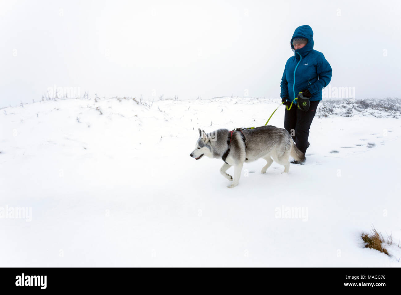 Flintshire, Wales, Vereinigtes Königreich 2. April 2018, UK Wetter: eine Auswaschung Ostern Feiertag endet mit einem Met Officer Wetter Warnung für Regen und Schnee für Feiertag Montag. Ein Wanderer zu Fuß mit einem Husky Hund im Schnee auf halkyn Berg in ländlichen Flintshire als starker Schneefall fiel in den Bereich auf Ostern Feiertag Montag © DGDImages/Alamy leben Nachrichten Stockfoto