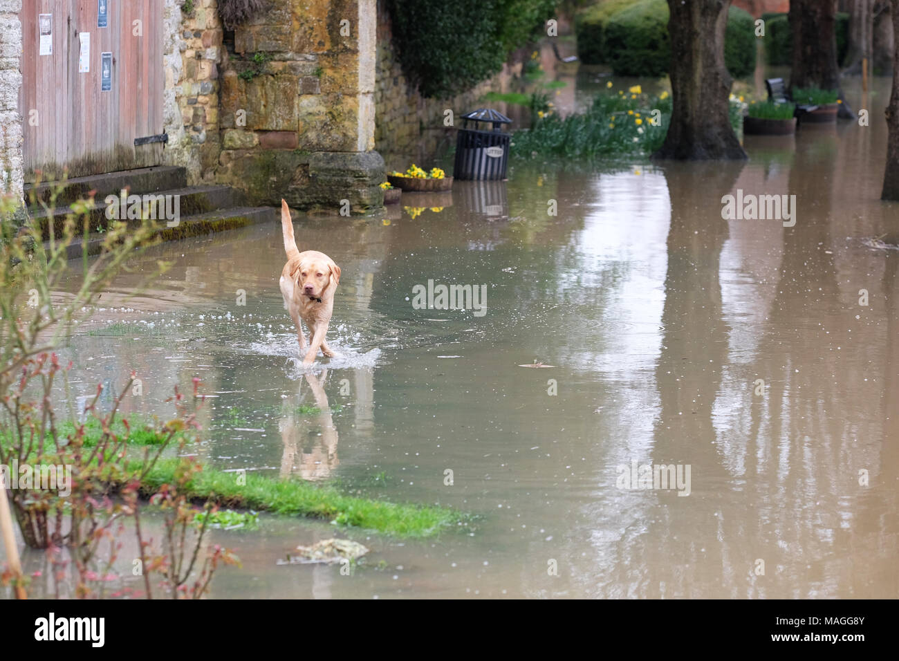 Stroud, Gloucestershire - Feiertag Montag, den 2. April 2018 - DE Wetter: Ein Hund genießt das Hochwasser in Victoria Gardens neben der Mündung des Flusses Severn und den Fluss Avon - Foto Steven Mai/Alamy leben Nachrichten Stockfoto