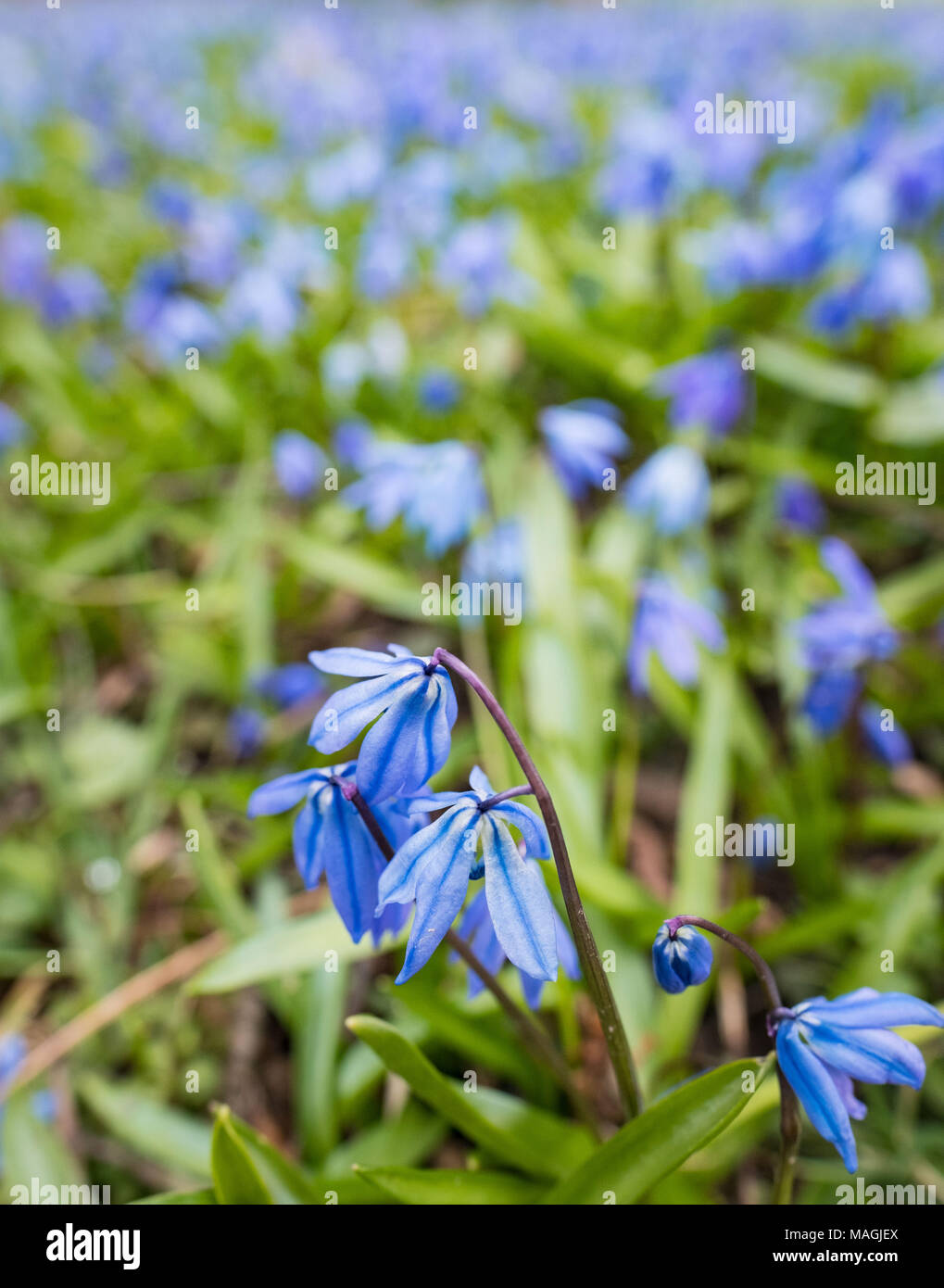 02. April 2018, Deutschland, Hannover: Blaue Sterne (Scilla siberica) Blüte in einer Wiese am Lindener Berg in Hannover. Foto: Peter Steffen/dpa Stockfoto